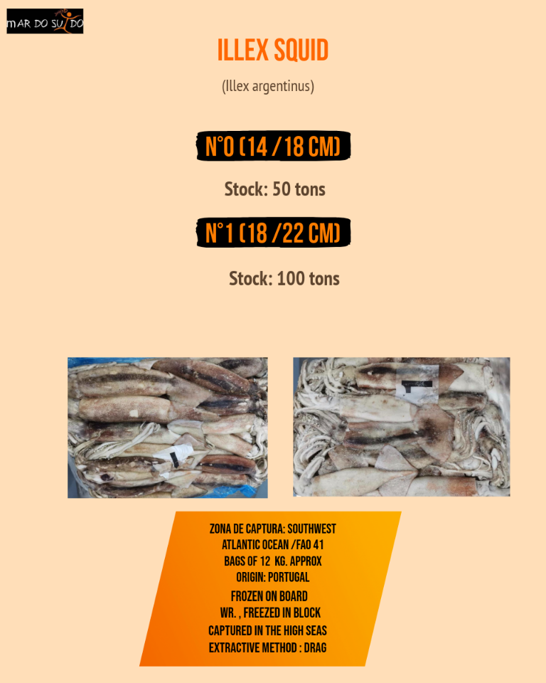 ILLEX SQUID