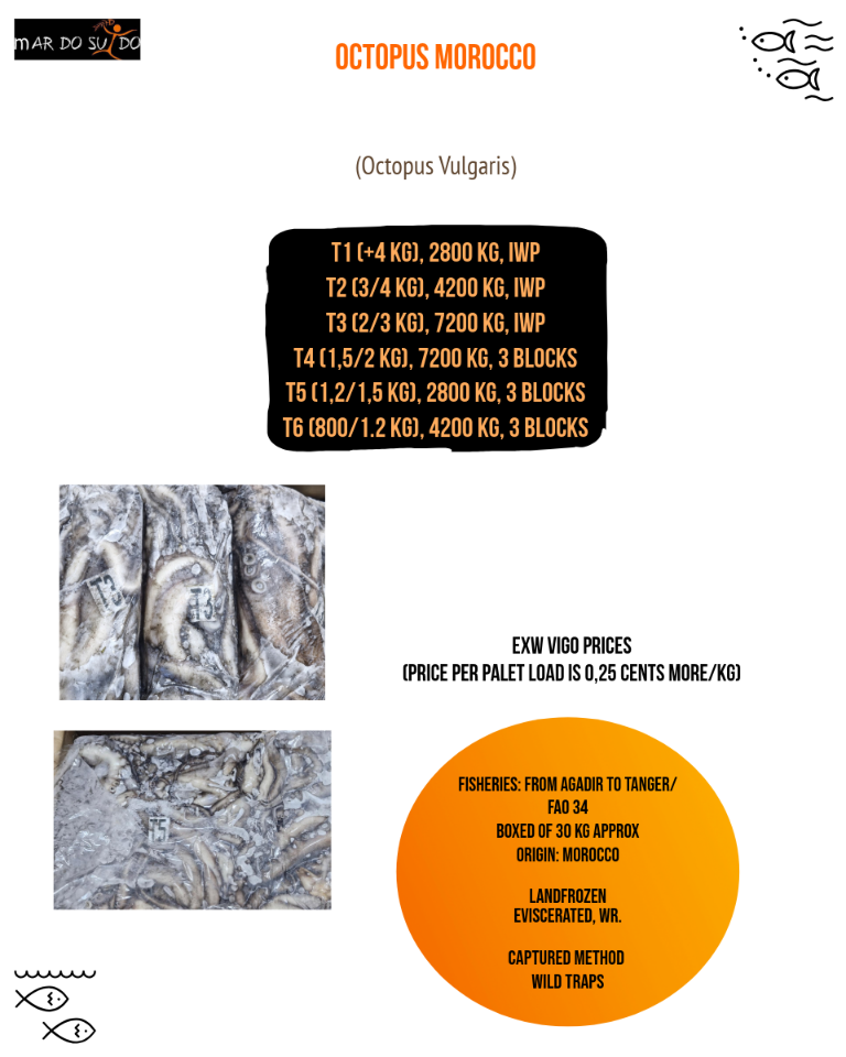 Offer of Octopus Morocco 5 Offer of Octopus Morocco