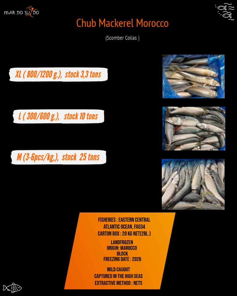 Offer of Chub Mackerel Morocco 2 Offer of Chub Mackerel Morocco