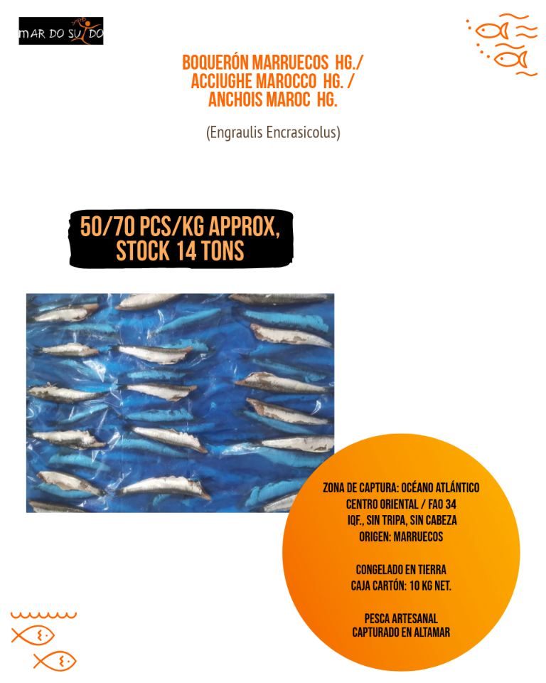 Offerta di acciughe del Marocco HG