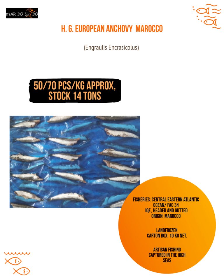 HG European Anchovy Morocco Offer 3 HG European Anchovy Morocco Offer
