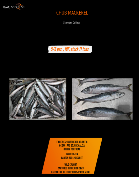 CHUB MACKEREL