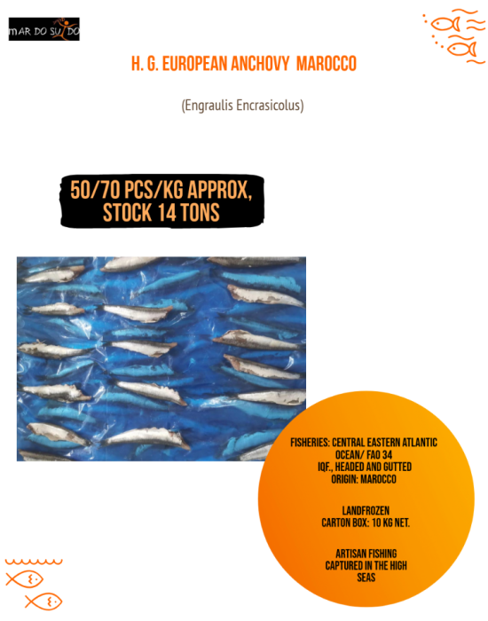 HG EUROPEAN ANCHOVY MOROCCO